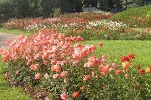 У Дніпрі посеред білого дня жорстоко вбили сторожа парку