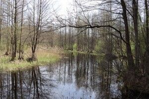 Бистриця – річка, яка створює обличчя волинського Полісся