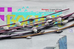 Після рясного снігу – зацвіли котики!