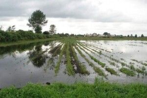 Паводки на Волині не підпадають під статус надзвичайної ситуації