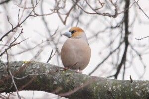 У Ківерцях бачили костогриза, чорну синицю та дрозда-чикотня 
