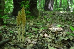 На Волині розцвіли лісові орхідеї