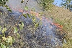 Волинянина, який підпалив суху рослинність, спіймали на гарячому 