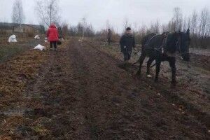Хто у Любешівському районі першим їстиме деруни з нового врожаю