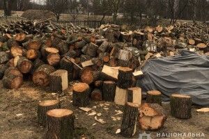 На Волині 39-річний чоловік нарубав лісу на 150 тисяч гривень
