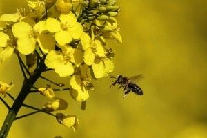 На Волині просять власників бджіл терміново закрити на дві доби вулики