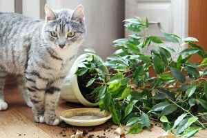 Як захистити кімнатні рослини від кота
