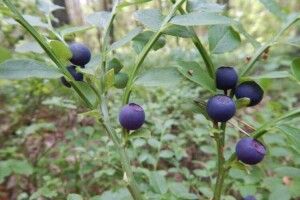 На Любешівщині перевіряють, як працюють заготівельники чорниці