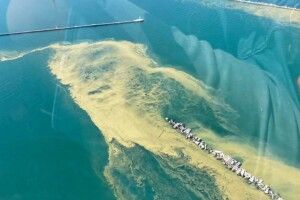 Українська блогерка забралася в жабуриння і покепкувала з умов на місцевих пляжах Одеси (Відео)