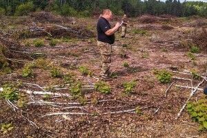 На Волині незаконно зрізали дерев на понад шість мільйонів 