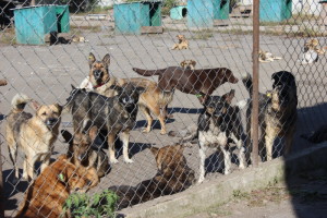 У луцькому притулку утримують 230 собак (фото)