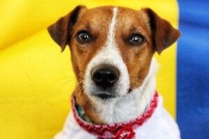 Єдиний в Україні: у Патрона – неймовірно гарна обновка