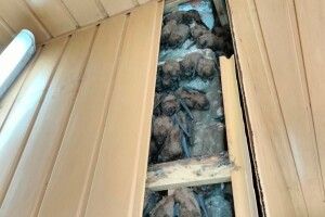 Зимували на балконі декілька років. у Харкові врятували 900 червонокнижних кажанів 