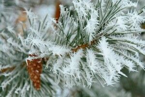 Погода на четвер, 23 січня: іній цього дня – до мокрого і холодного літа