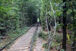 Показали, як виглядає засніжений тунель кохання у Клевані (Фото)