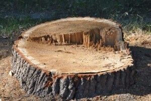 Біля Берестечка злодії спиляли три дуби