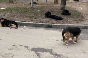 Лучанин поскаржився на собачі екскременти в дворі (Фото)