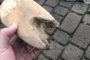 В'єтнамські нелегали мали прикинутися парнокопитними