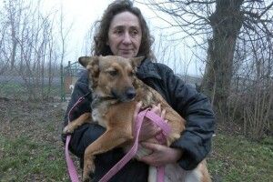 Волонтерка з Луцька змінила квартиру на сільську хату заради порятунку собак (Відео)