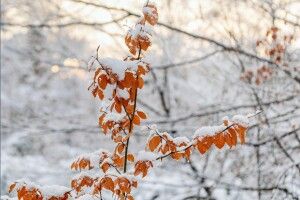 Якою буде погода на Волині