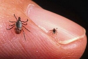Україні більше загрожує хвороба Лайма, ніж коронавірус