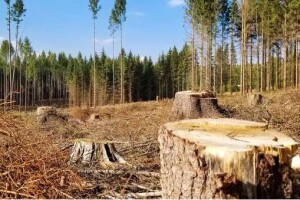 Зрубані 32 сосни обійшлися волинським лісівникам у понад пів мільйона