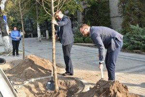 У центрі Луцька посадять 50 лип