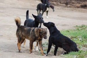 У селищі на Волині зграя собак накинулася на 9-річну дівчинку 