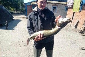 П'ять з гаком кіло заважила впіймана волинянином щукакабра (Фото)
