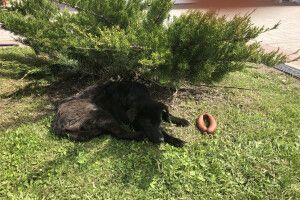 На Волині так заморили голодом собаку, що навіть не мав сили їсти ковбасу