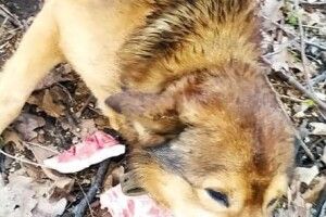 Під Луцьком машина збила собаку: чотирилапому потрібна поміч (Фото)