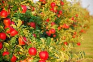 Розподілять 23 мільйони: на Волині 13 аграрних підприємств претендують на держпідтримку