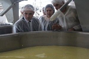 Молочні ріки й сирні береги, і процес народження сиру показали на «Рожищенському сирзаводі»