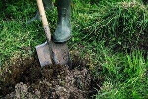 З хутора у Горохівському районі поцупили ялинку і три фруктові дерева