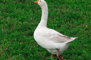 Погода на завтра: гуси розкажуть – чи вдарить на Покрову мороз