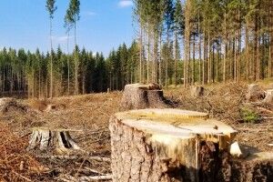 Здала в оренду цілий ліс: на Волині викрили схему сільської голови та підприємця