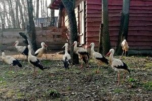 У Рівненському зоопарку випустили із зимівників лелек (фото)