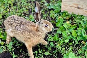 У лісах Волині побільшало фазанів і зайців