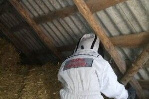 На Рівненщині труять шершнів: як це відбувається