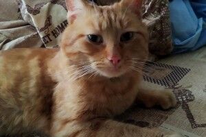 Лучанка знайшла кота Рижика, якого не було вдома впродовж п'яти місяців (фото)