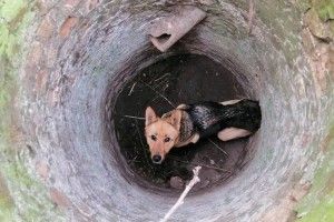 У закинутому колодязі собачка ледь не загинула від голоду