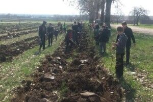 На Горохівщині селяни висадили на пустирі 2000 сосен (Фото)