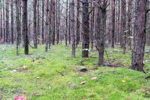 Рятувальники, поліція та лісівники не змогли знайти зниклого чоловіка