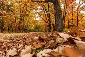 В Україну йде довгоочікуване бабине літо: прогноз