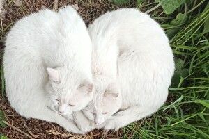 Як луцькі коти весну зустрічають (Фото) 