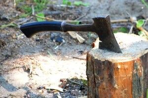 Волинянин сплатить 51 000 грн штрафу за незаконну вирубку лісу