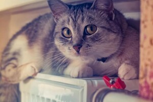 У Луцьку призупиняють опалювальний сезон
