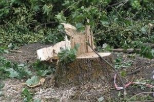 З волинянина хочуть стягнути 100 тисяч збитків за зрубані дерева