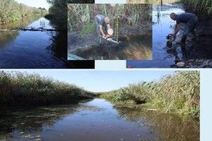На Волині рятують Прип'ять: русло річки розчищають від повалених дерев