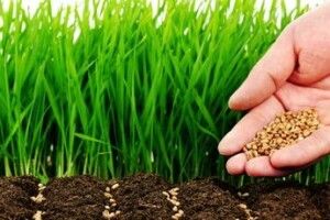 Що таке сидерати і для чого вони потрібні